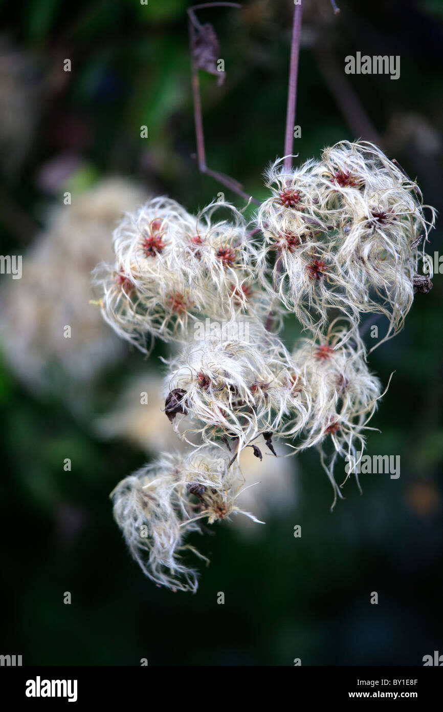 Graines de Clematis vitalba Old Man's Beard Banque D'Images