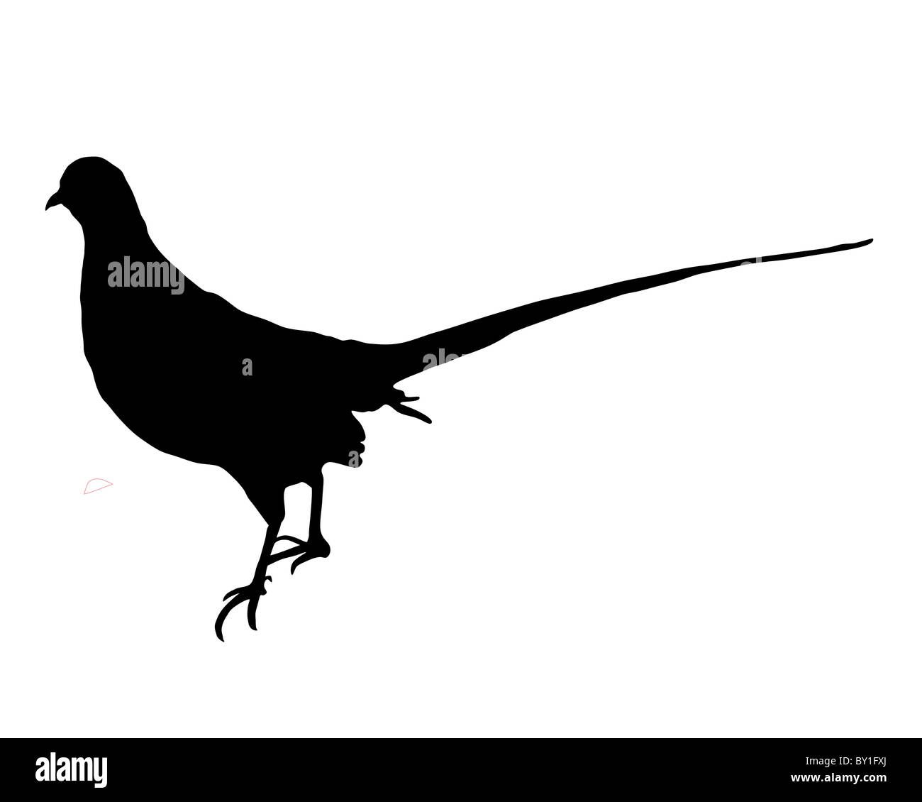 Silhouette faisan Banque D'Images