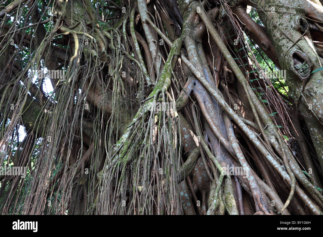 India Rubber Tree Banque D'Images