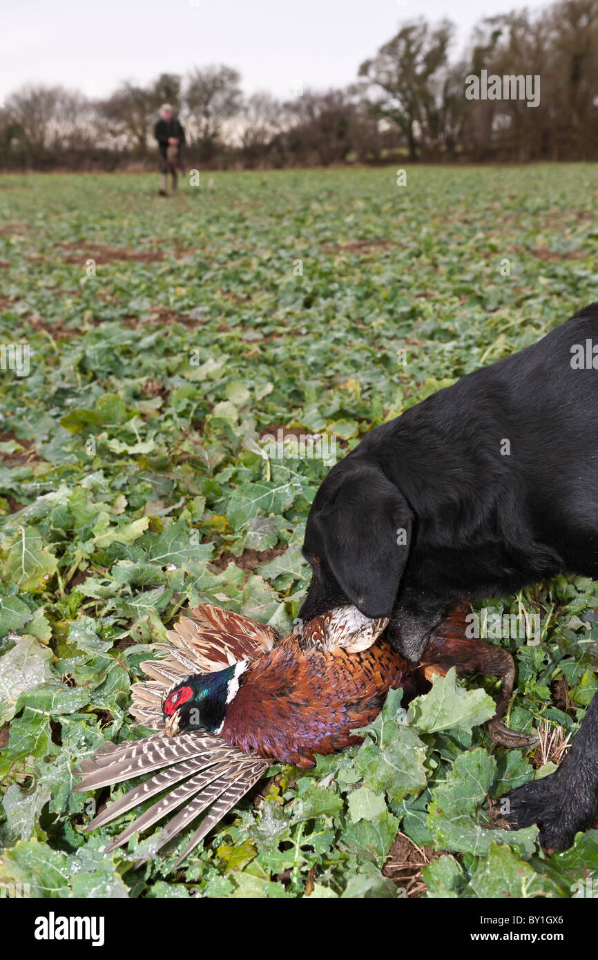 Le Pheasant Shoot Banque D'Images