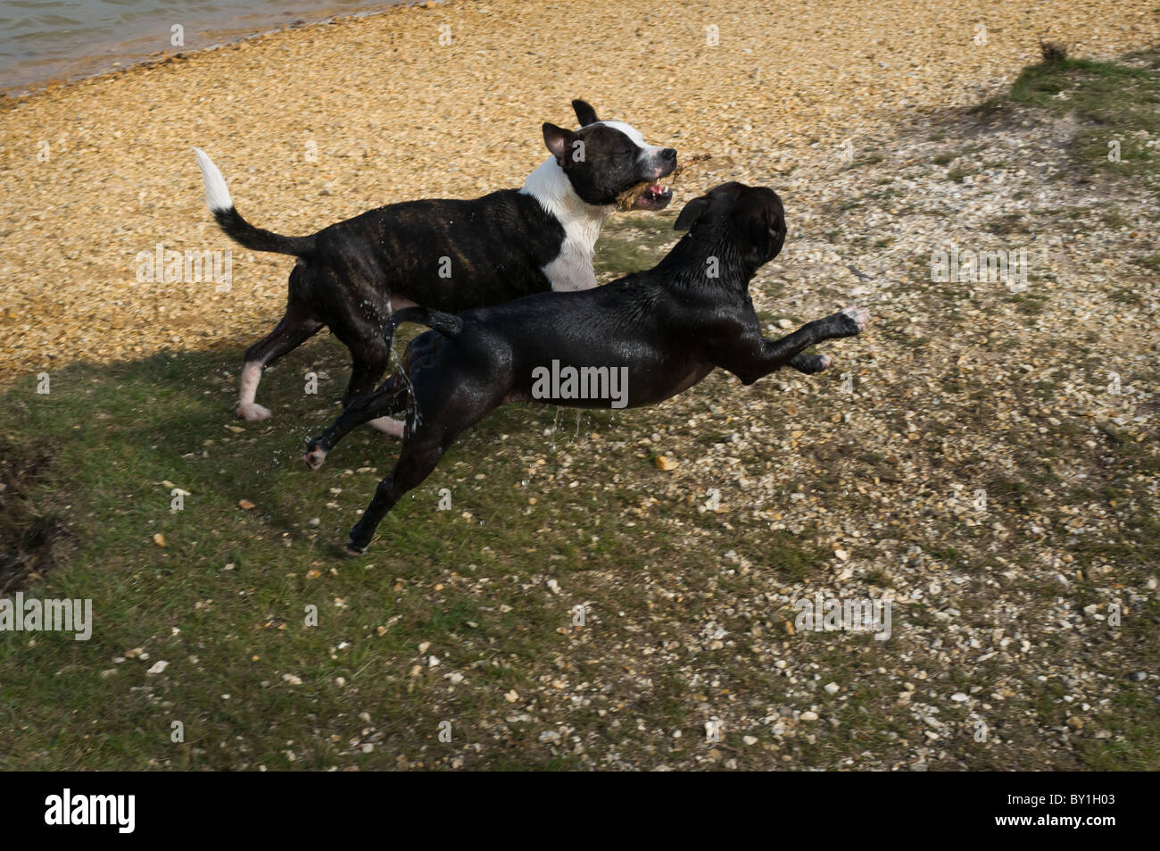 Deux Staffordshire Bull Terriers, lors d'une promenade par un étang. Banque D'Images
