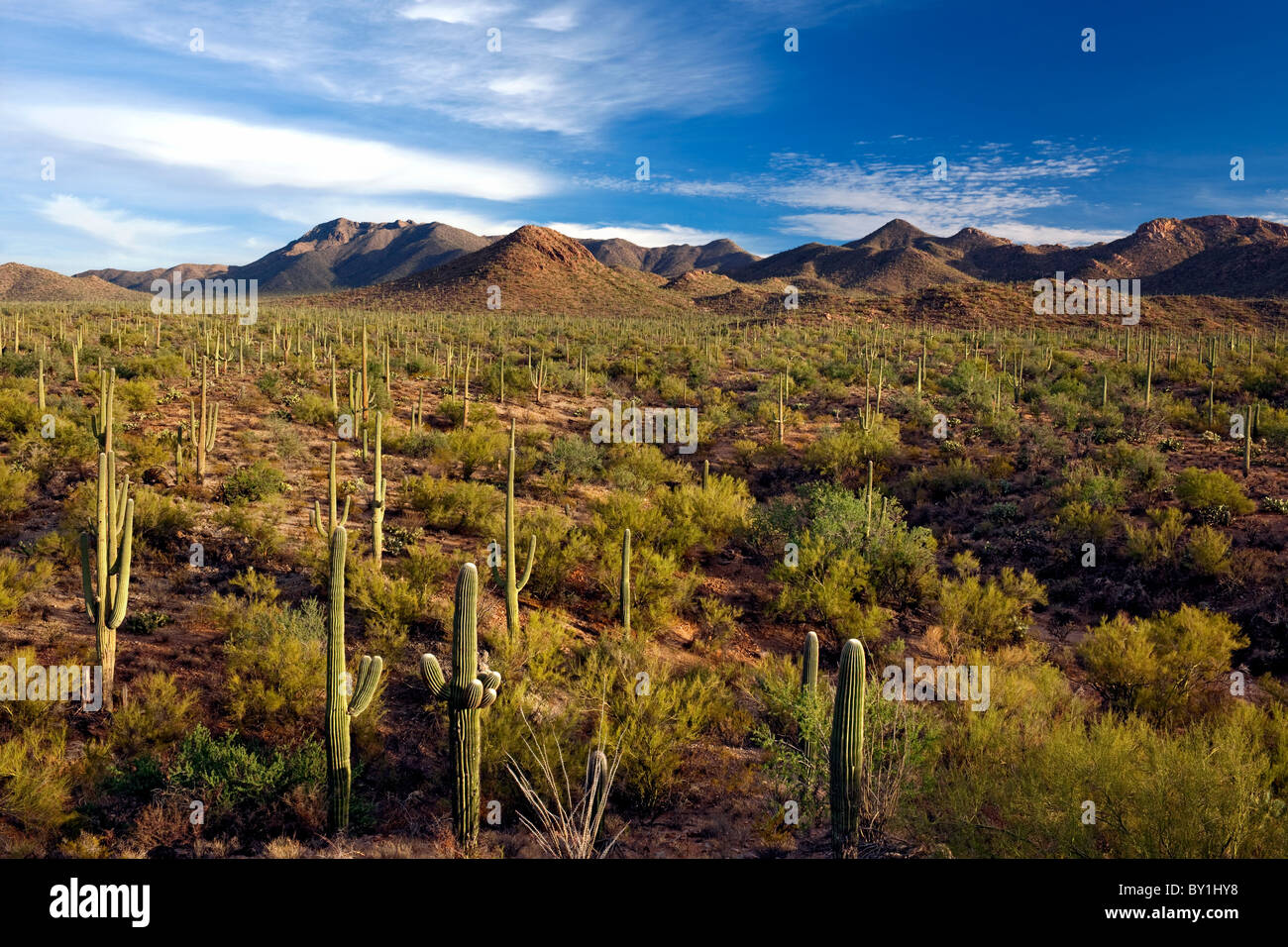 Vue sur la colline de signal de la forêt de Saguaro cactus et les montagnes de Tucson en Arizona's Saguaro National Park. Banque D'Images