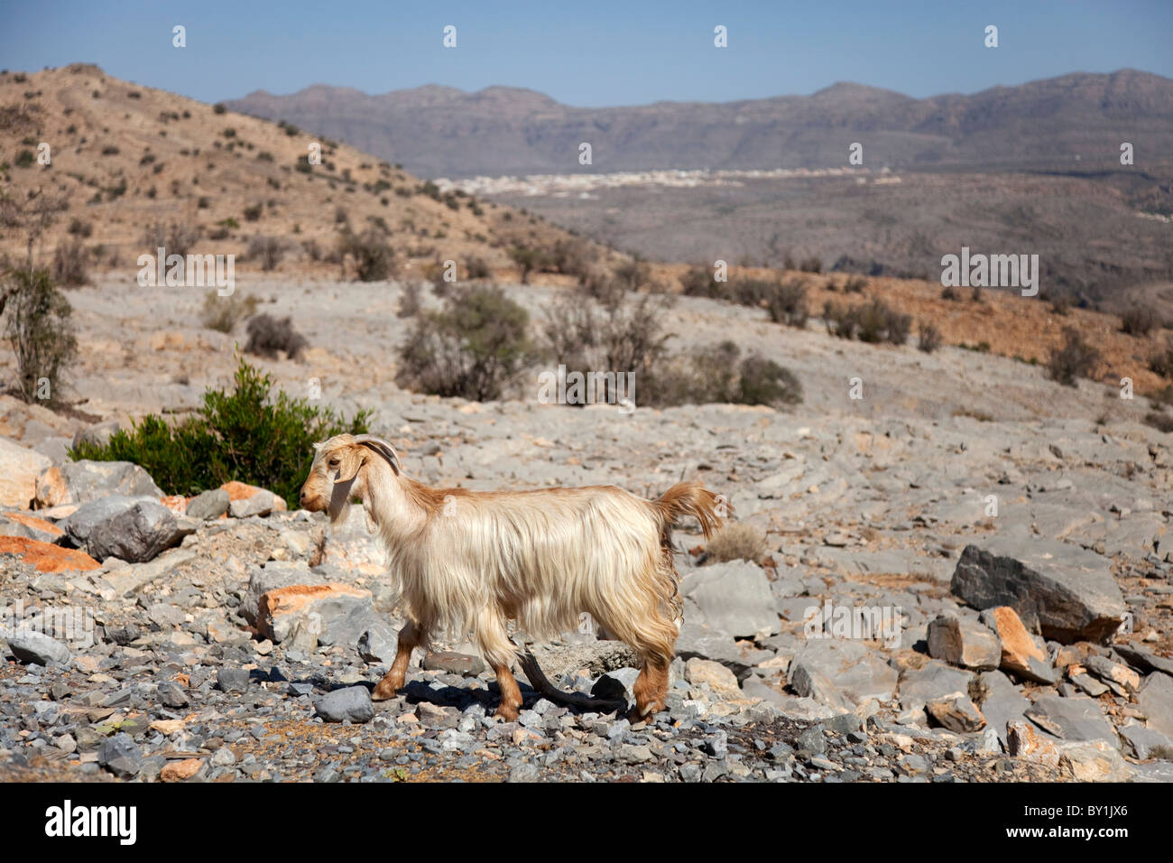 Oman, Al Jabal al Akhdar. Vue sur plateau dans Al Jabal montagnes. Banque D'Images