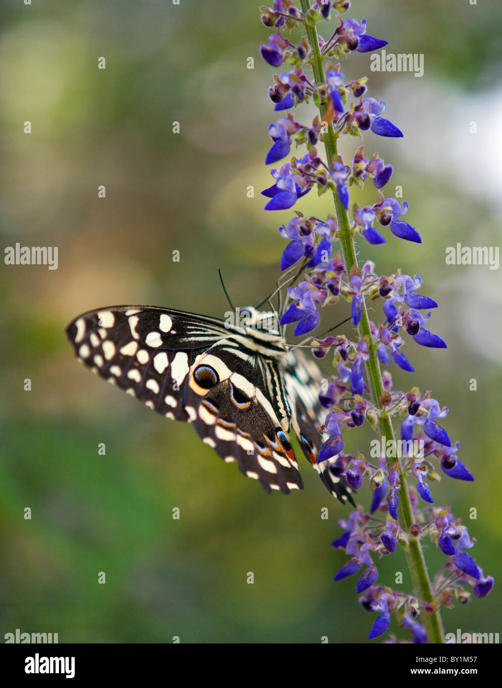 Un papillon dans la réserve naturelle d'Amani, une zone protégée de 8,380ha situé dans l'Est de l'Arc de la montagnes Usambara. Banque D'Images