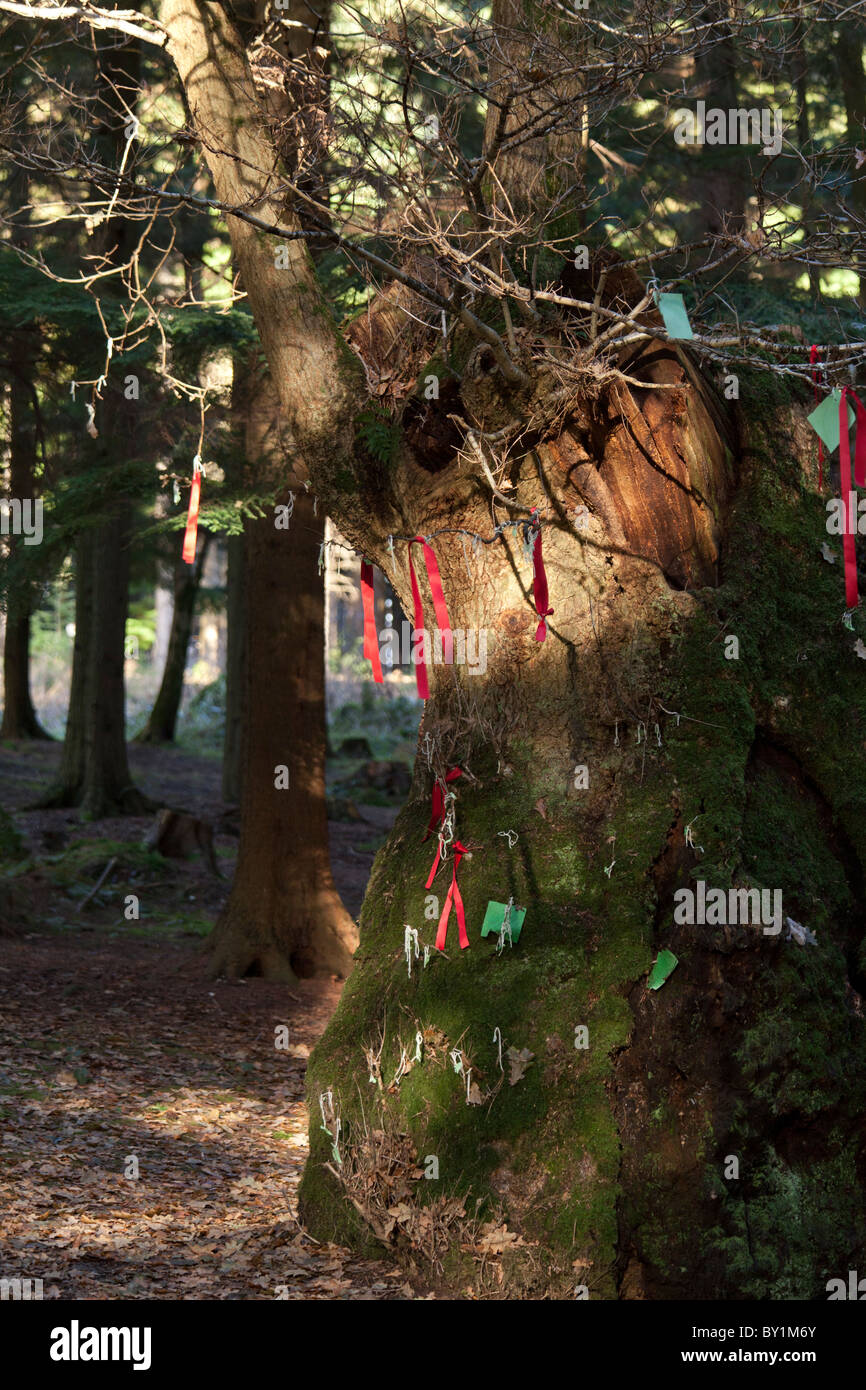 Vestiges de vieux chêne utilisé comme wishing tree dans La Reine Elizabeth Country Park Banque D'Images