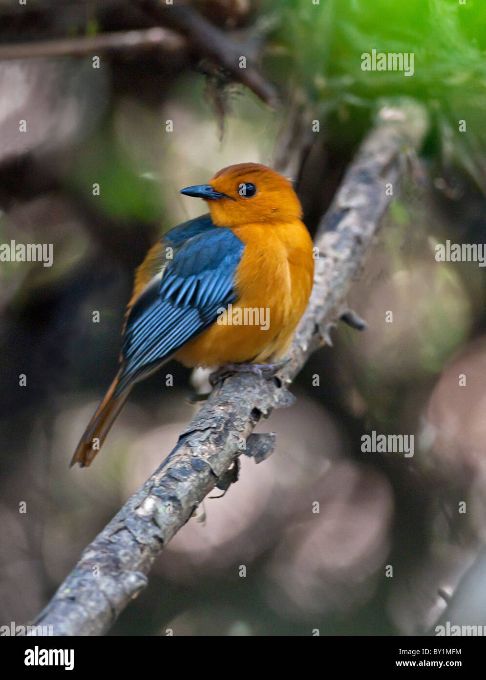 A Red-capped dans Cossyphe du Selous. Banque D'Images