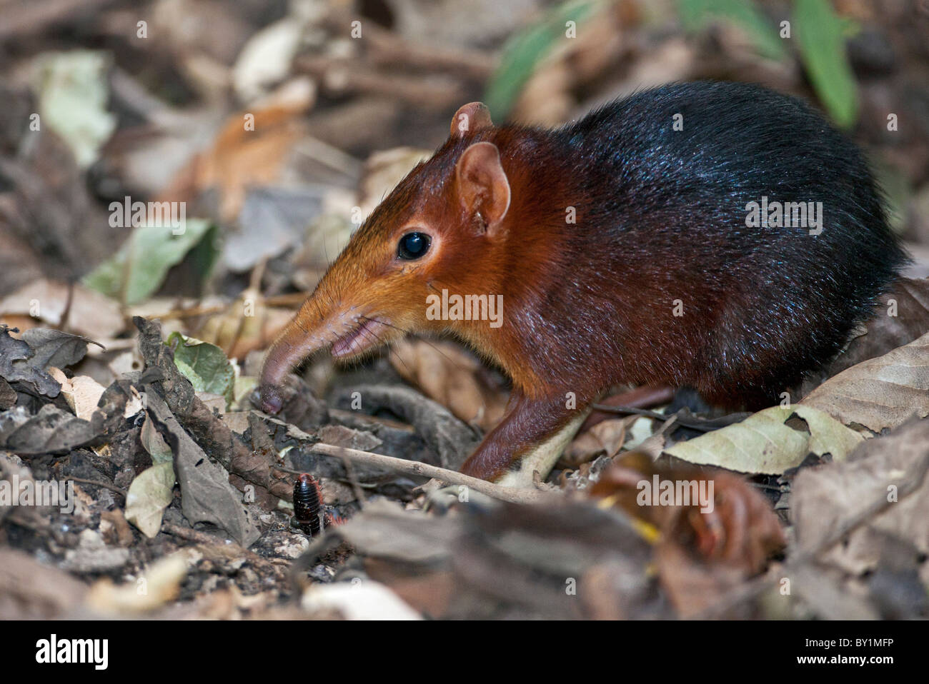 Une petite musaraigne éléphant trouve nourriture parmi les feuilles tombées dans la Réserve du Selous. Banque D'Images