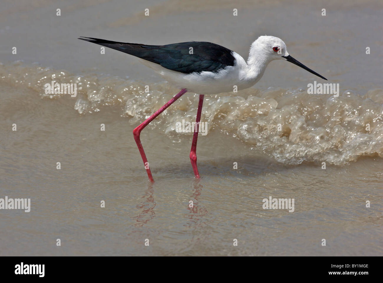 Un Black-winged stilt se nourrit dans les eaux peu profondes du fleuve Rufiji à Selous. Banque D'Images