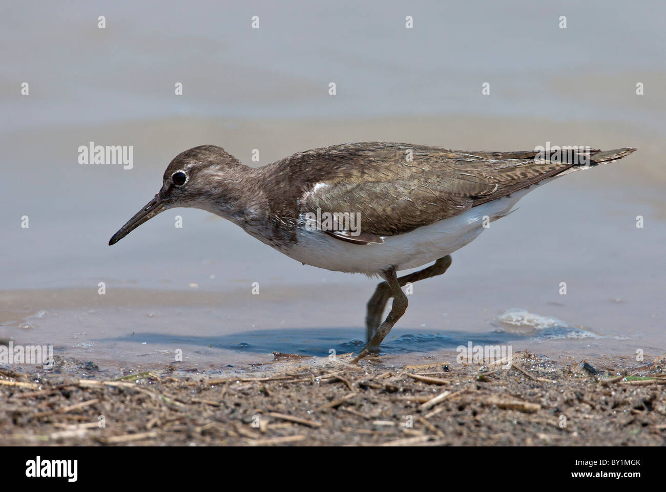 Un bécasseau commun se nourrit dans les eaux peu profondes du fleuve Rufiji à Selous. Banque D'Images