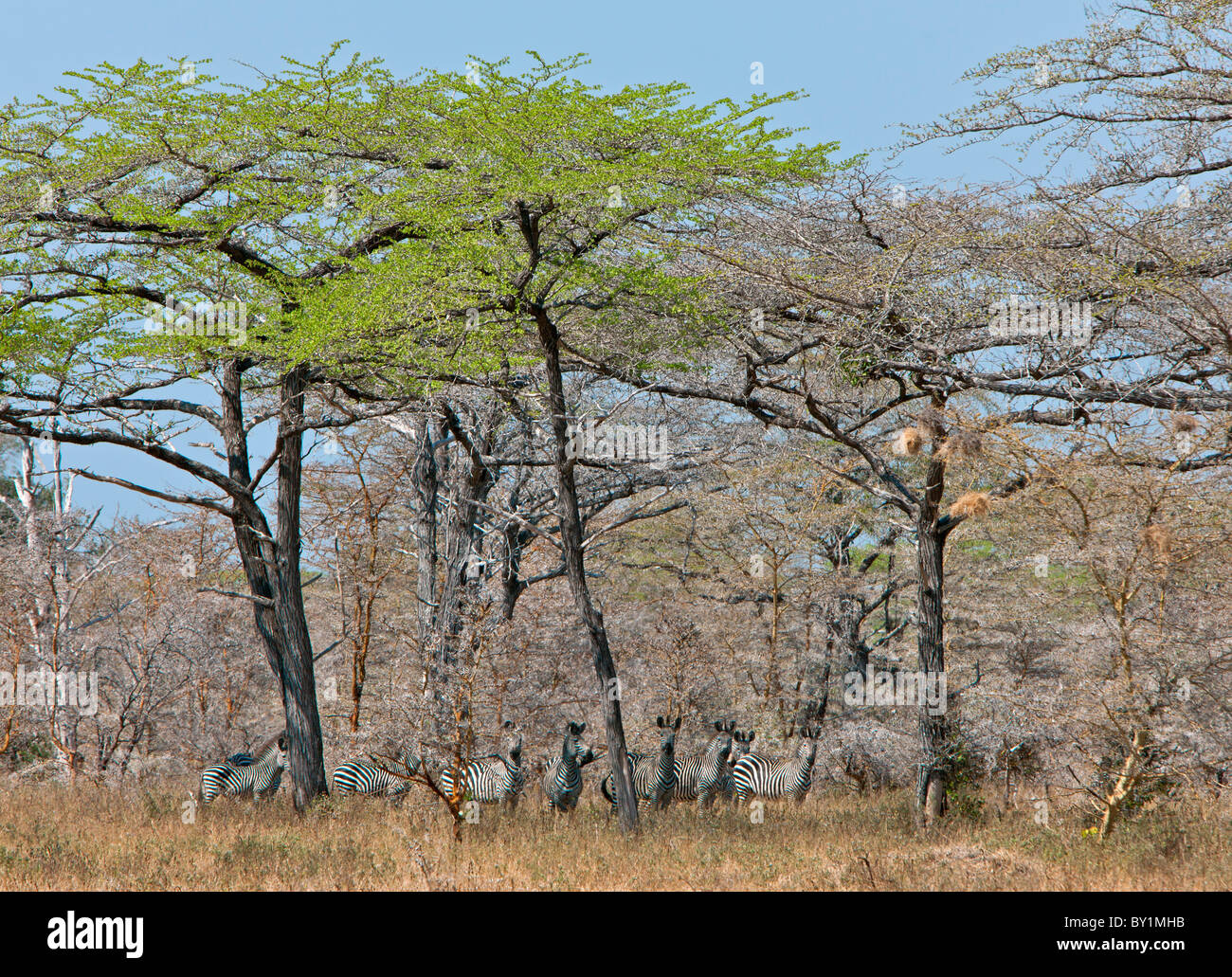 Un troupeau de zèbres dans l'ombre des arbres dans la terminalia bush sec pays de Selous. Banque D'Images