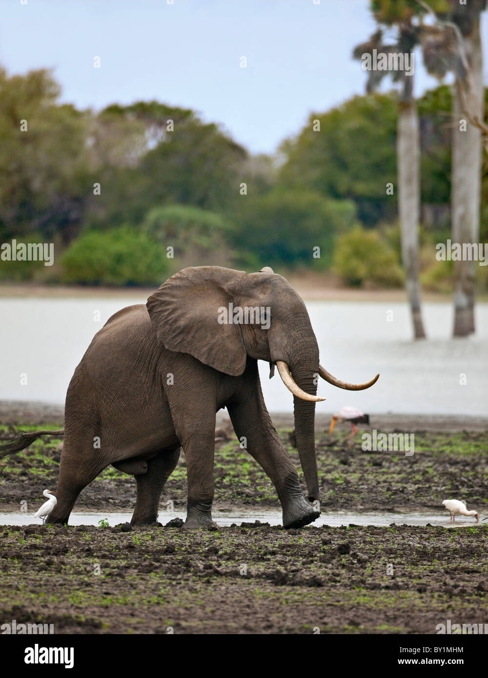 Un éléphant près de la rivière Rufiji dans la Réserve du Selous. Banque D'Images