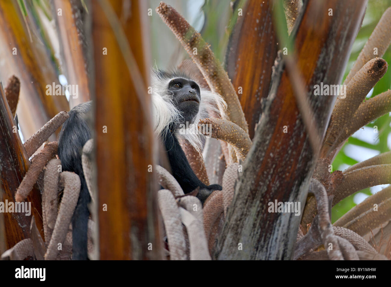 Un Angola Colobe Pied dosage dans un raphia à Selous. Banque D'Images