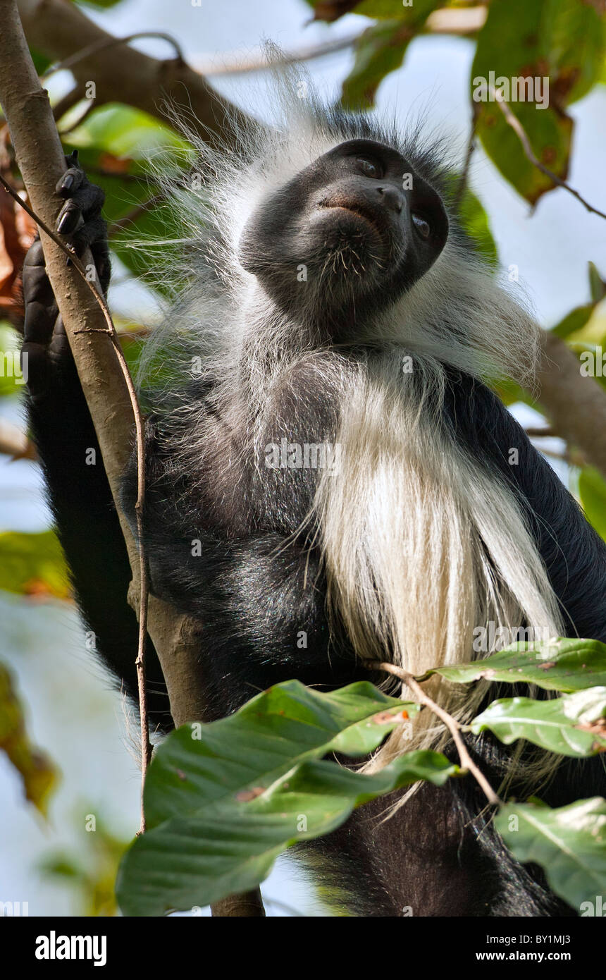 Un pied en Angola Colobe de Selous. Banque D'Images