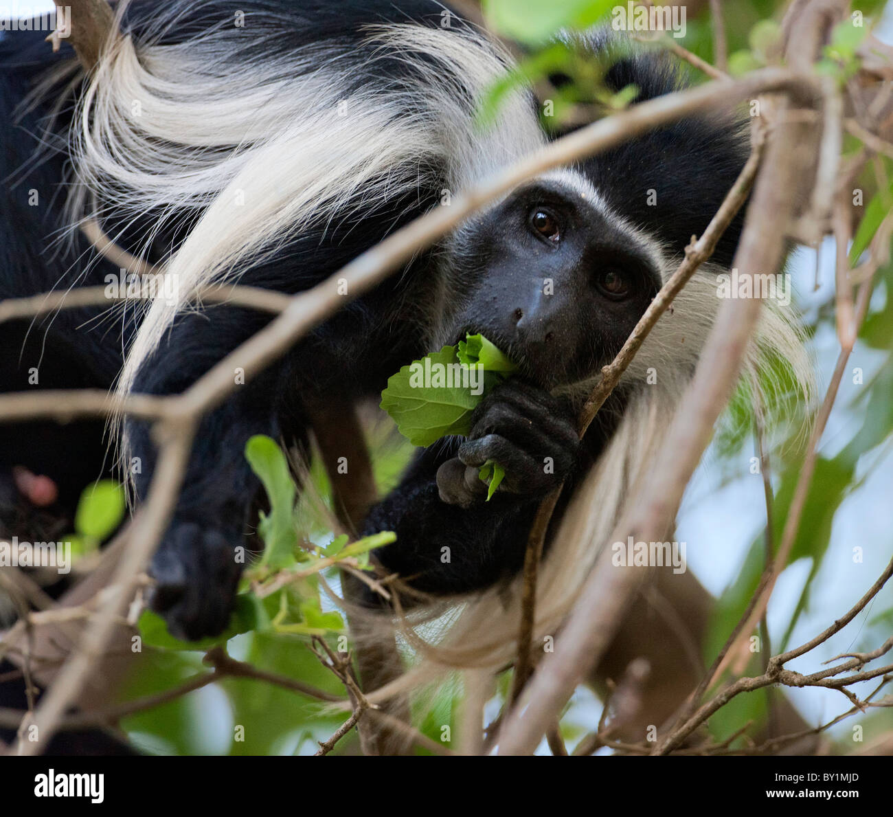 Un Angola Colobe Pied en se nourrissant des feuilles du Selous. Banque D'Images