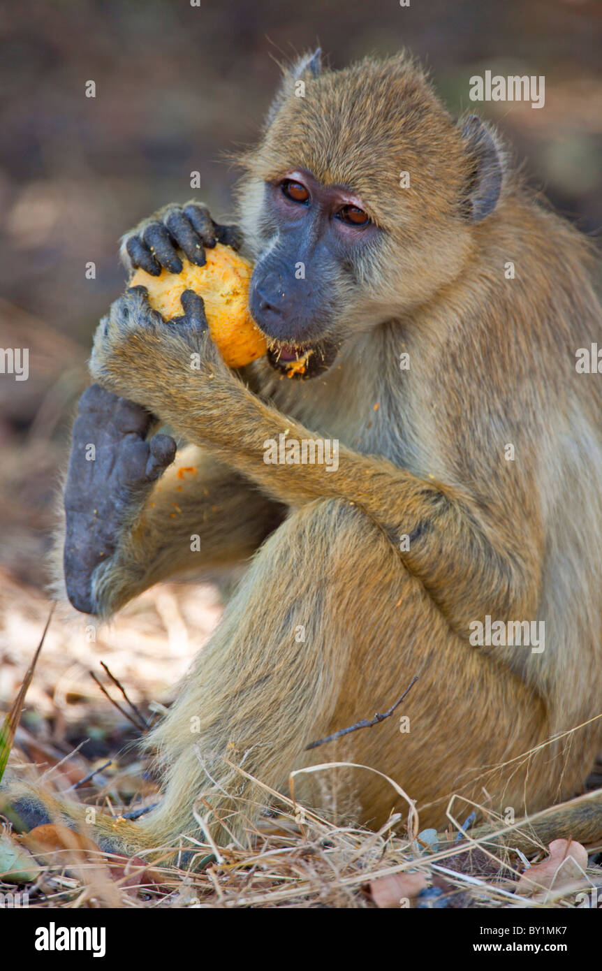 Un babouin jaune mangeant une grande fruits de palmiers à l'aide de ses deux membres antérieurs et une jambe à Selous. Banque D'Images