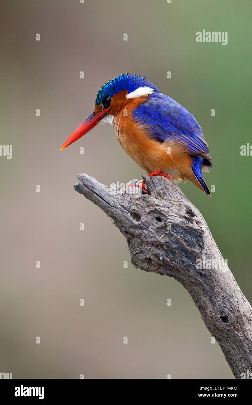 Un beau vert Malachite kingfisher perché surplombant la rivière Rufiji dans la Réserve du Selous. Banque D'Images