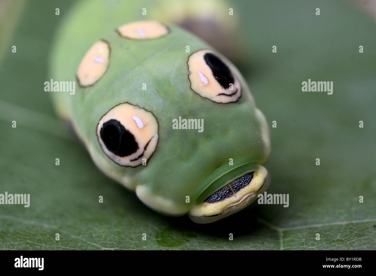 Caterpillar machaon Spicebush mimic Snake taches fausses de l'œil Banque D'Images