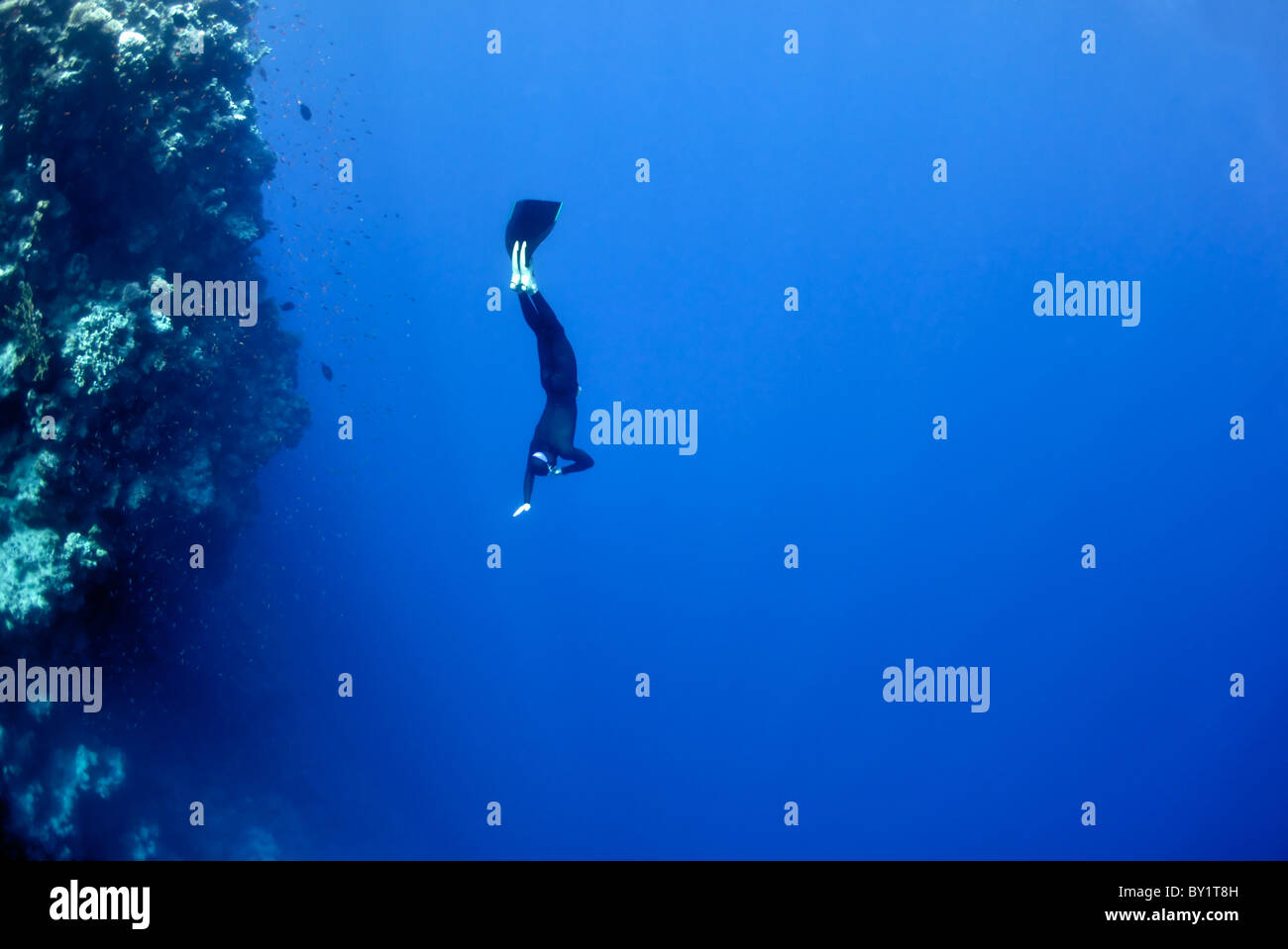 L'apnéiste se déplace sous l'eau près de la barrière de corail à la profondeur du trou bleu. Lire la mer, l'Égypte. Banque D'Images