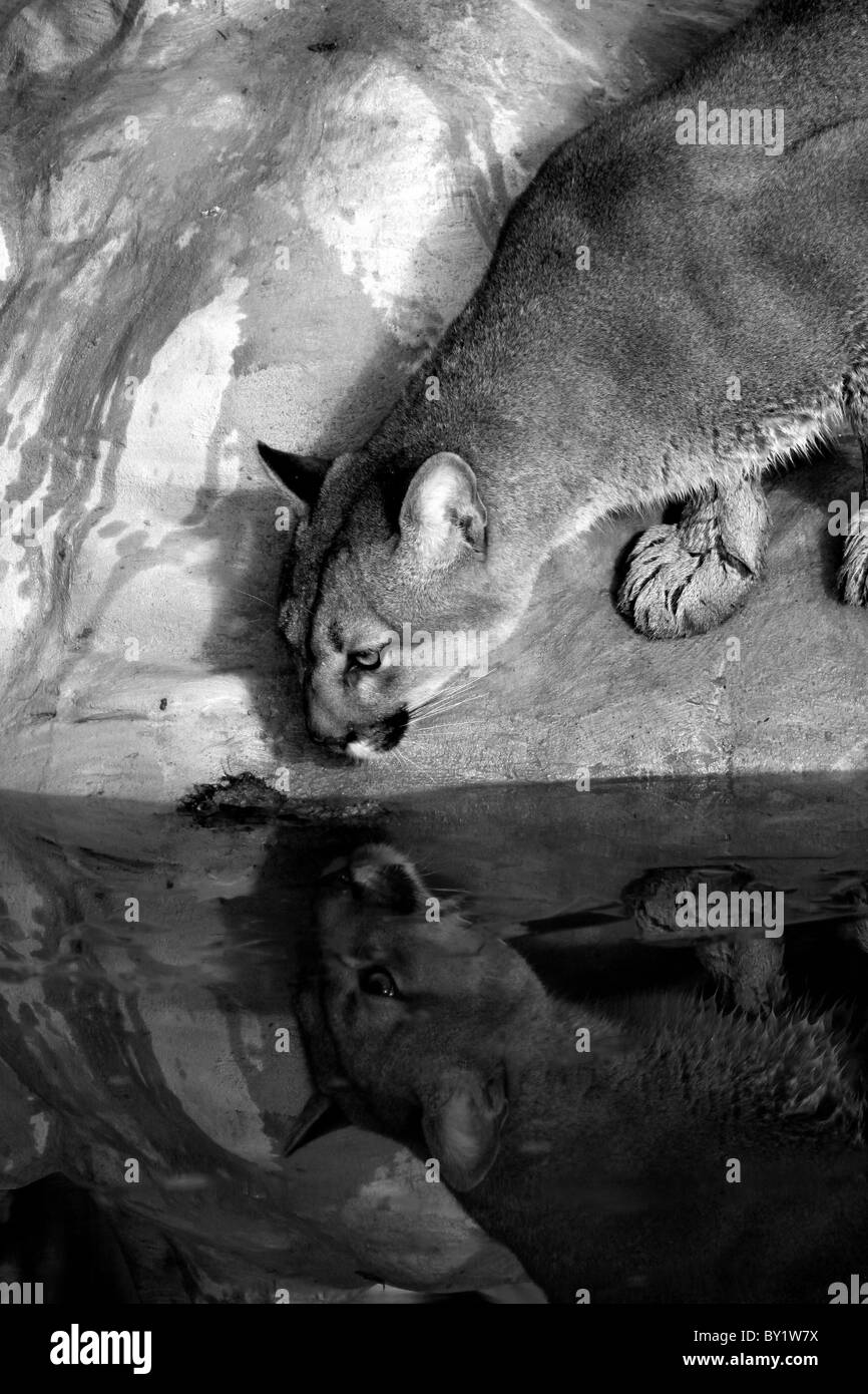 Mountain lion captif cougar réflexion Banque D'Images