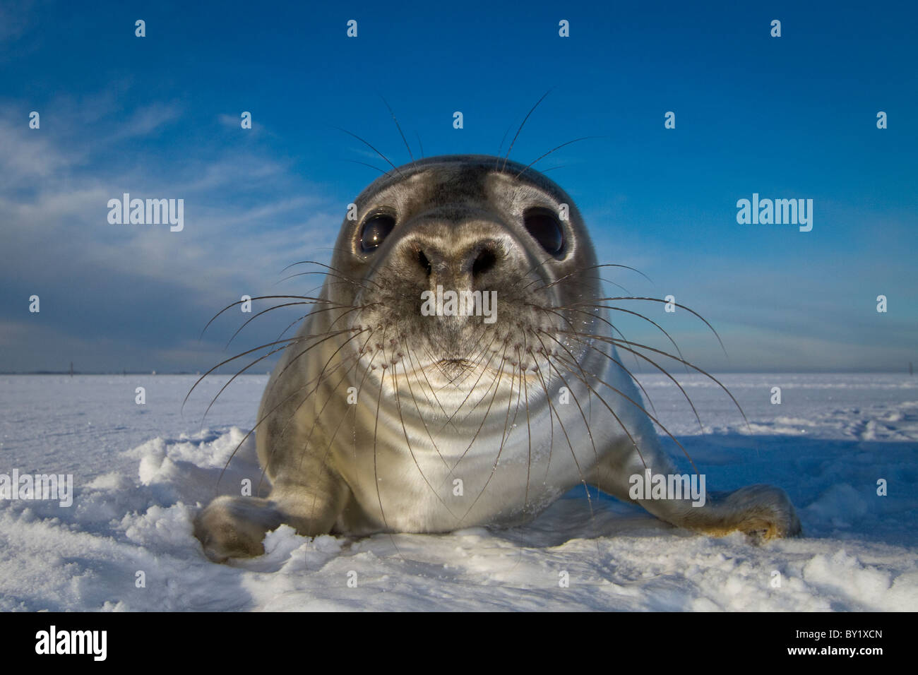 Close up d'un bébé phoque gris dans la neige sur la plage Banque D'Images