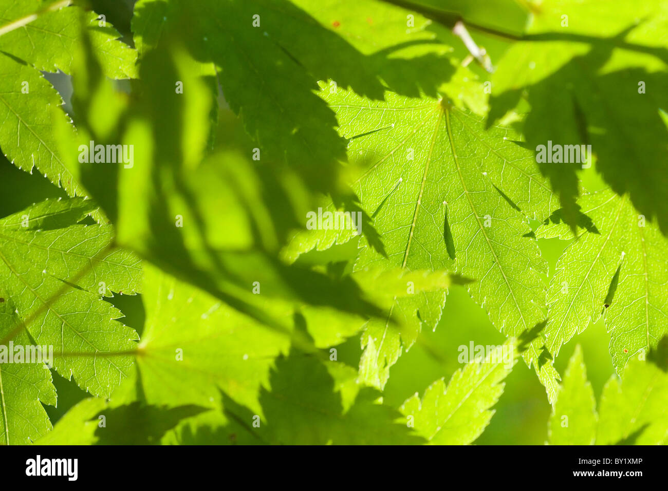 Les feuilles avec la lumière du soleil Banque D'Images