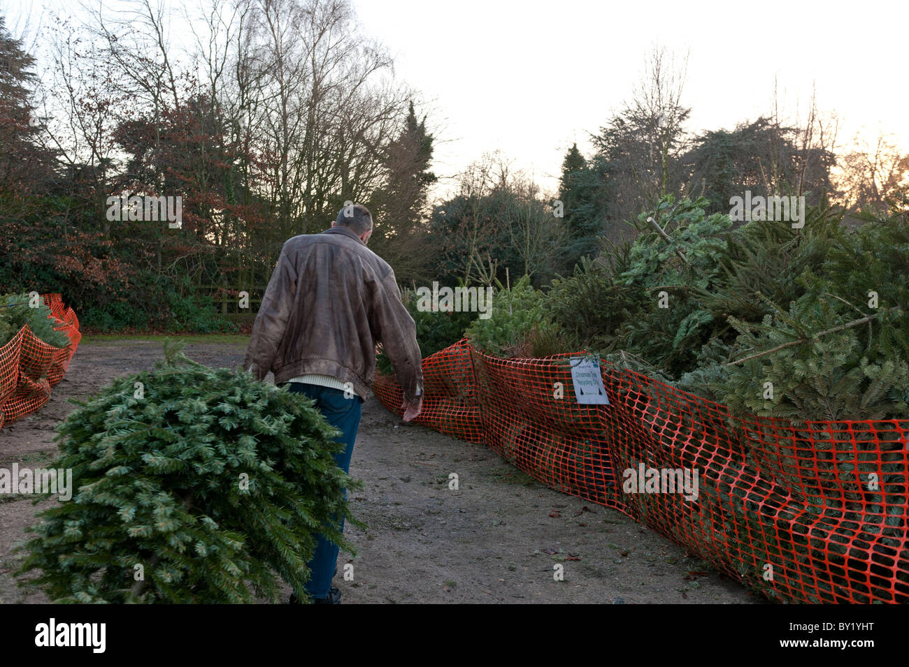 Recyclage des arbres de Noël Banque D'Images