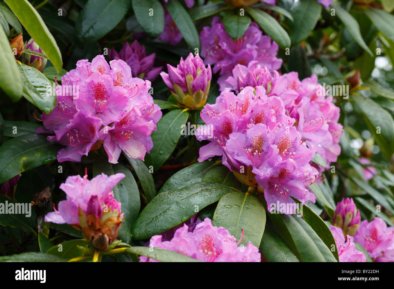 Fleurs de Rhododendron ponticum Rhododendron (commune). Powys, Pays de Galles. Banque D'Images