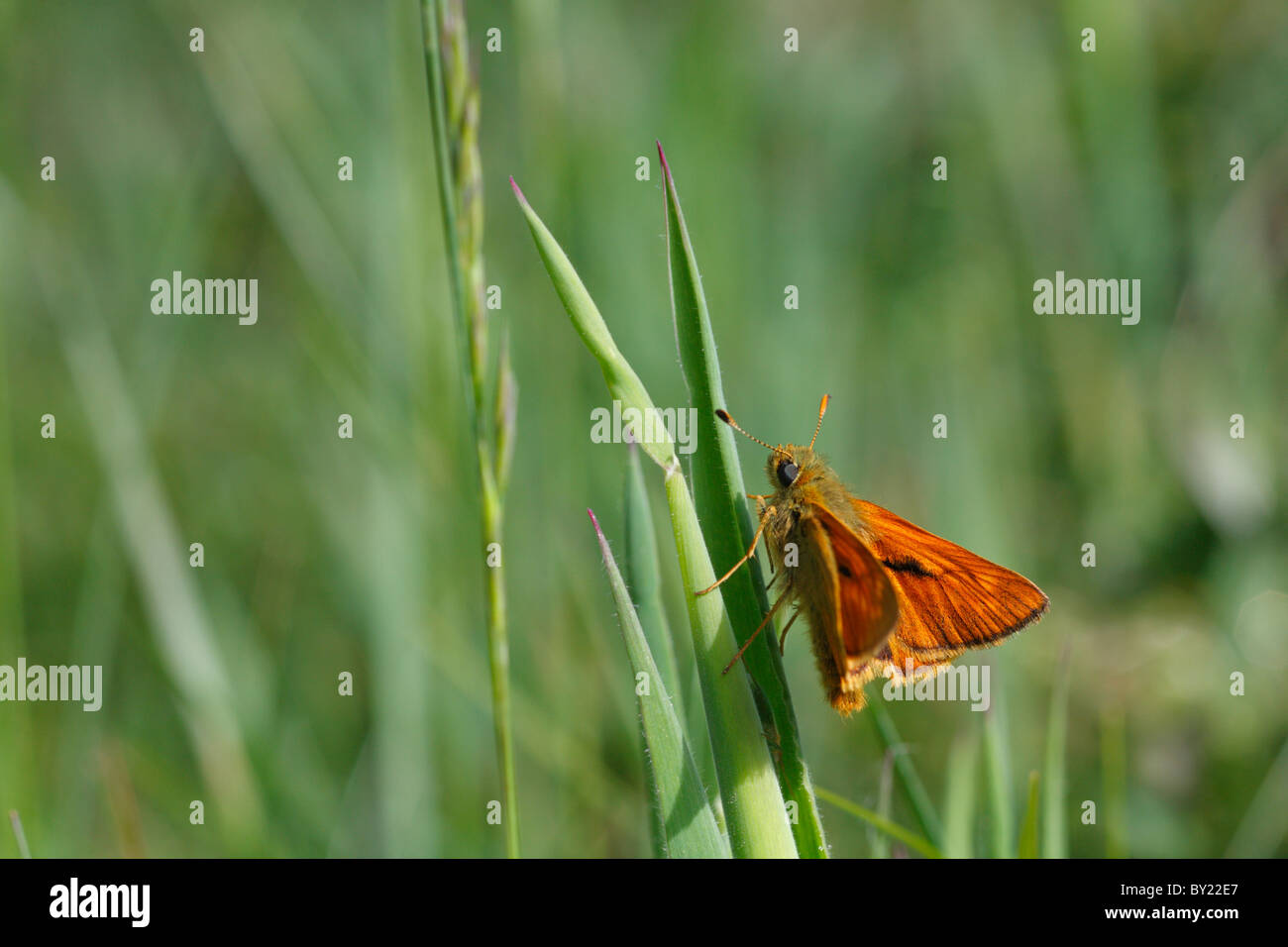 Grand Patron (Ochlodes venatus papillon) sur l'herbe. Powys, Pays de Galles. Banque D'Images