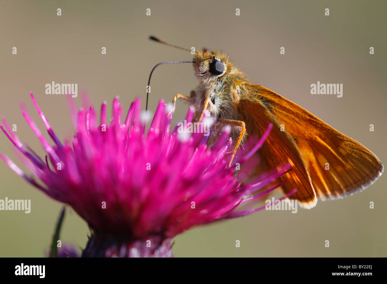 Grand Patron (Ochlodes venatus papillon) se nourrissent d'une fleur de chardon Mrsh. Powys, Pays de Galles. Banque D'Images