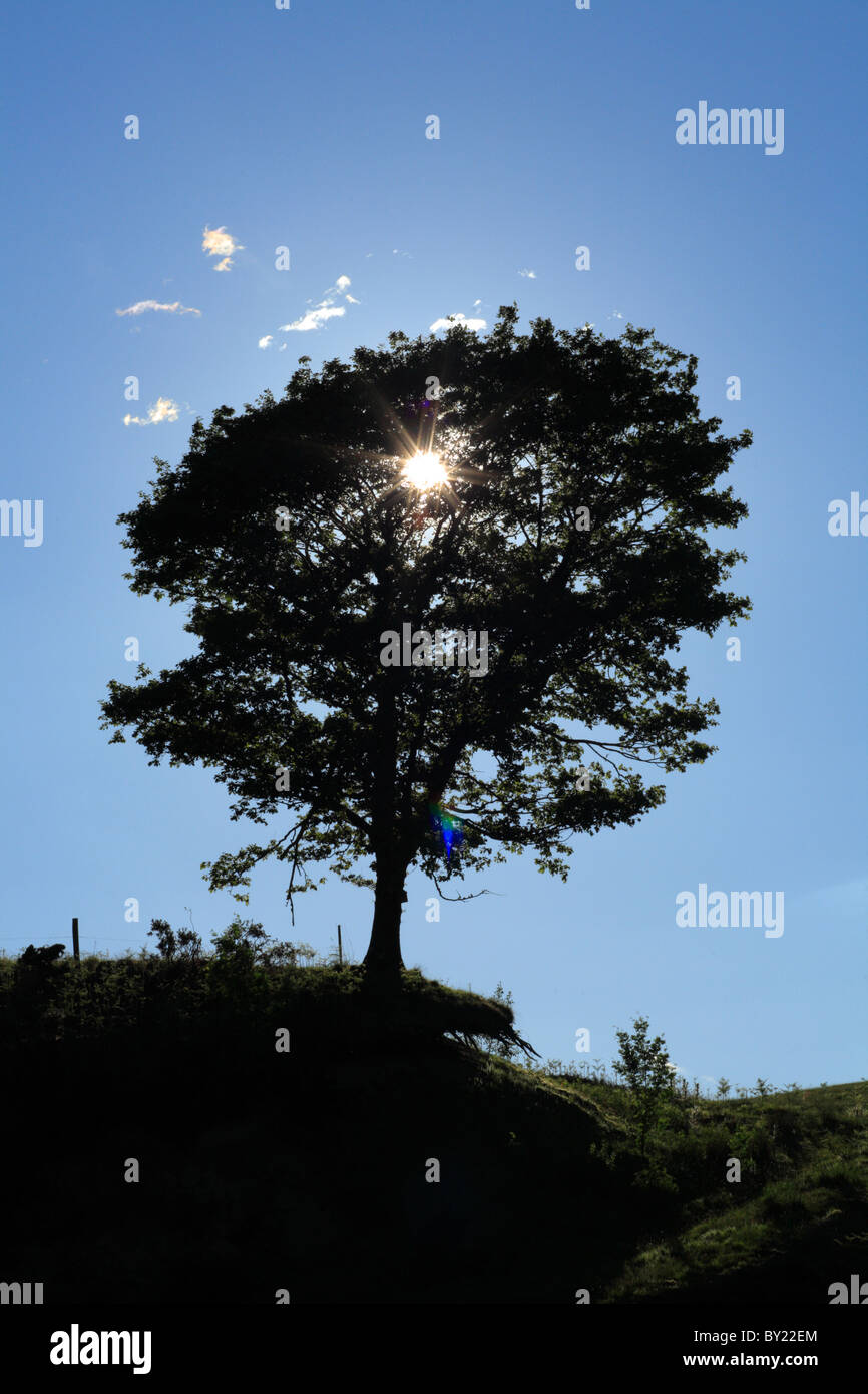 Lumière du soleil à travers un arbre de chêne isolé. Powys, Pays de Galles. Banque D'Images