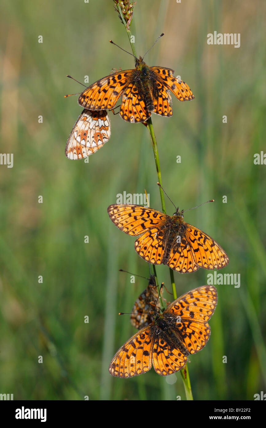 Petite perle-bordé fritillary (papillons Boloria selene) se dorer sous le soleil du matin. Powys, Pays de Galles, Royaume-Uni. Banque D'Images