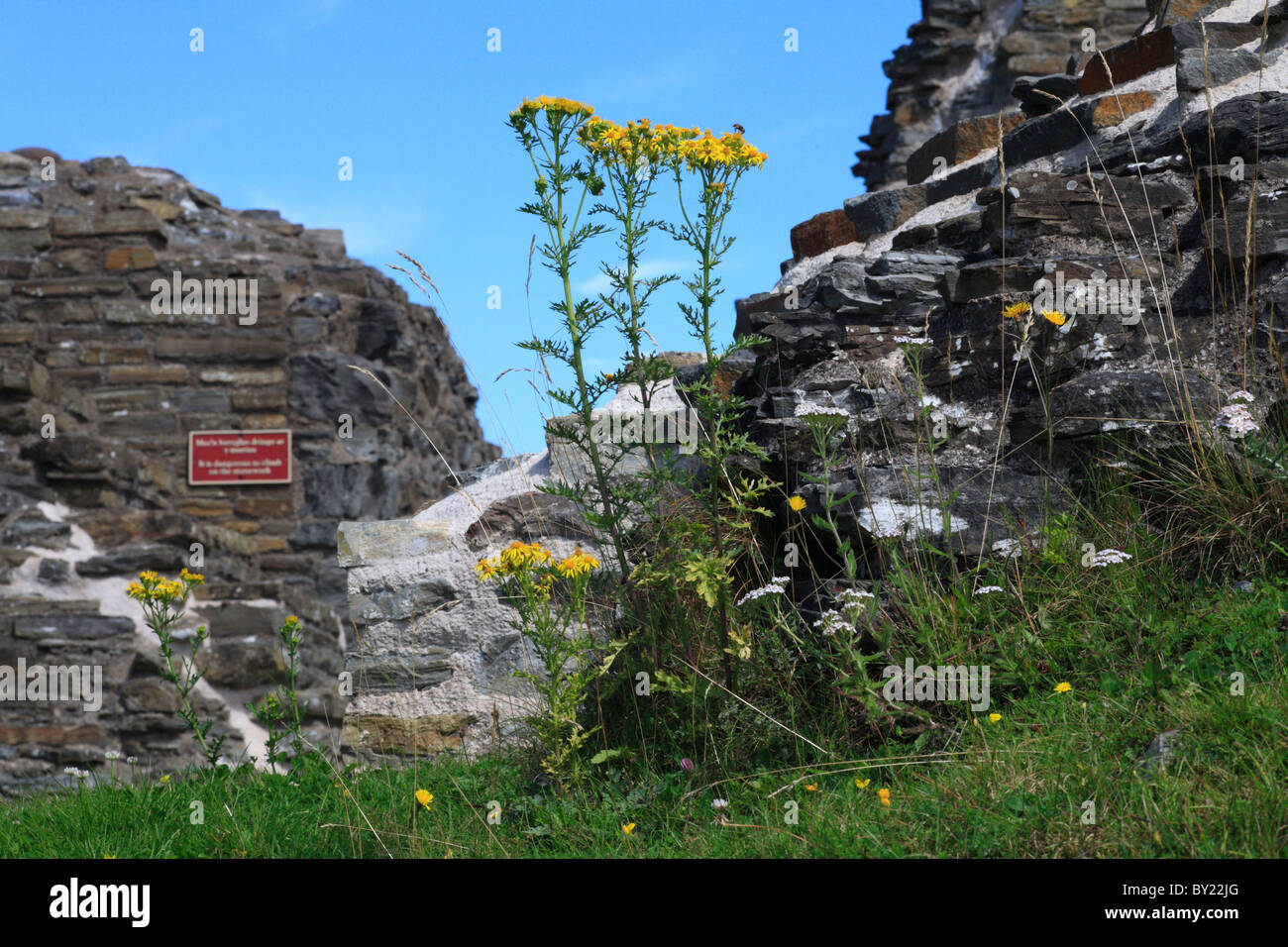 Politique Séneçon jacobée (Senecio jacobaea) de plus en plus parmi les ruines de château Dolforwyn, Powys, Pays de Galles. Banque D'Images
