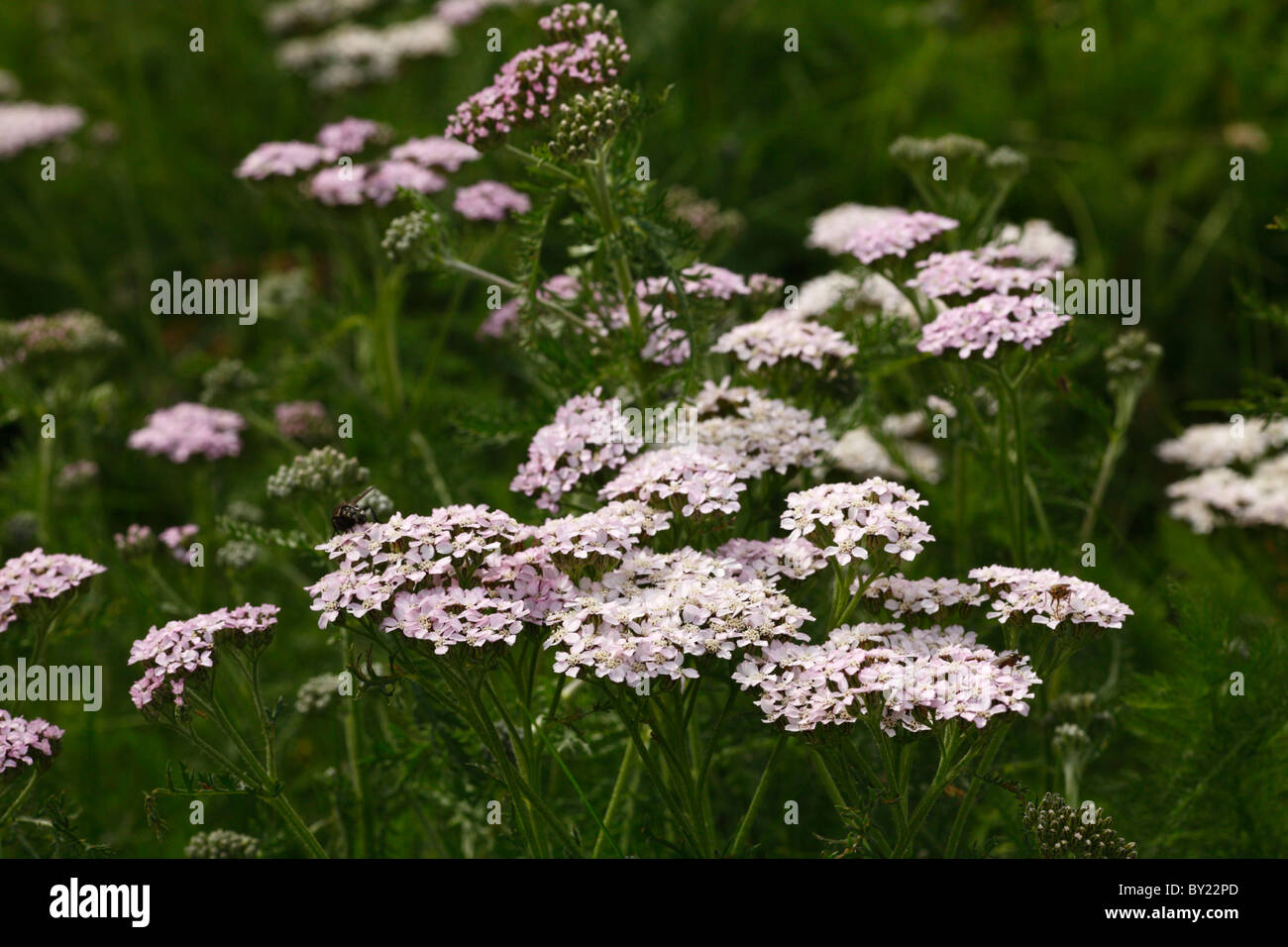 Flowerheads de l'achillée millefeuille (Achillea millefolium). Powys, Pays de Galles. Banque D'Images