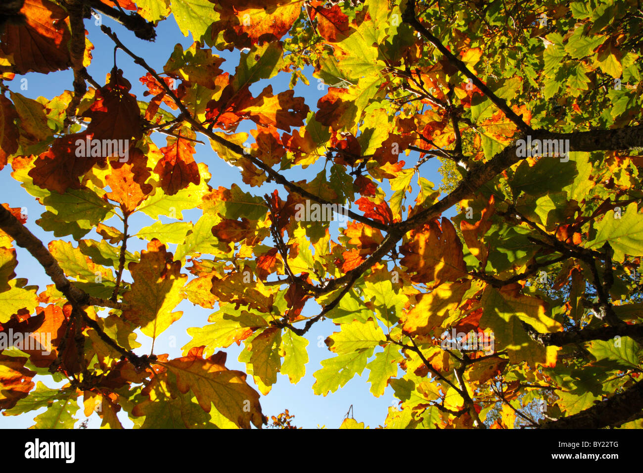 Chêne sessile (Quercus petraea) feuilles à l'automne. Powys, Pays de Galles, Royaume-Uni Banque D'Images