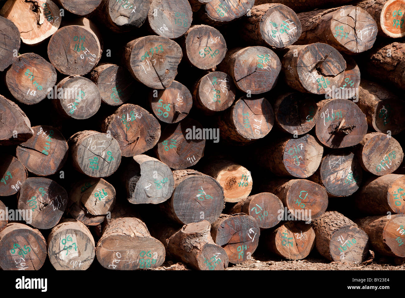 NAMPULA, MOZAMBIQUE, Mai 2010 : Le dépôt de bois de bois vert, une concession forestière appartenant à des Chinois qui sont sous licence pour l'exploitation Banque D'Images