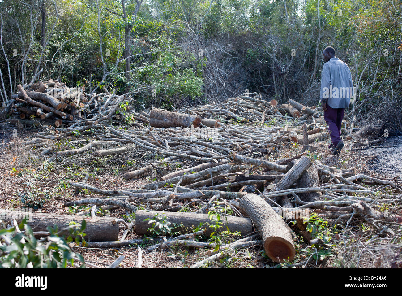 MAPUTO, Mozambique, mai 2010 : un producteur de charbon de bois avec il a coupé récemment pour contribuer en charbon de bois. Banque D'Images