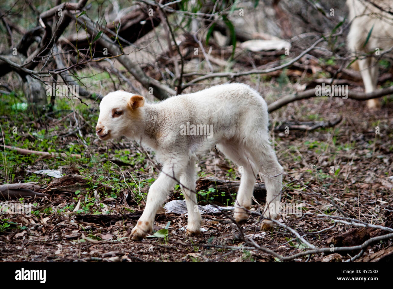 Vue D Un Babyborn Brebis Perdue Sur La Vegetation Photo Stock Alamy