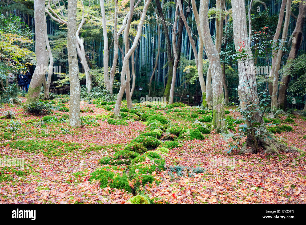 L Asie Japon Sagano Kyoto Arashiyama Gio Ji Gioji Temple Moss Garden Photo Stock Alamy