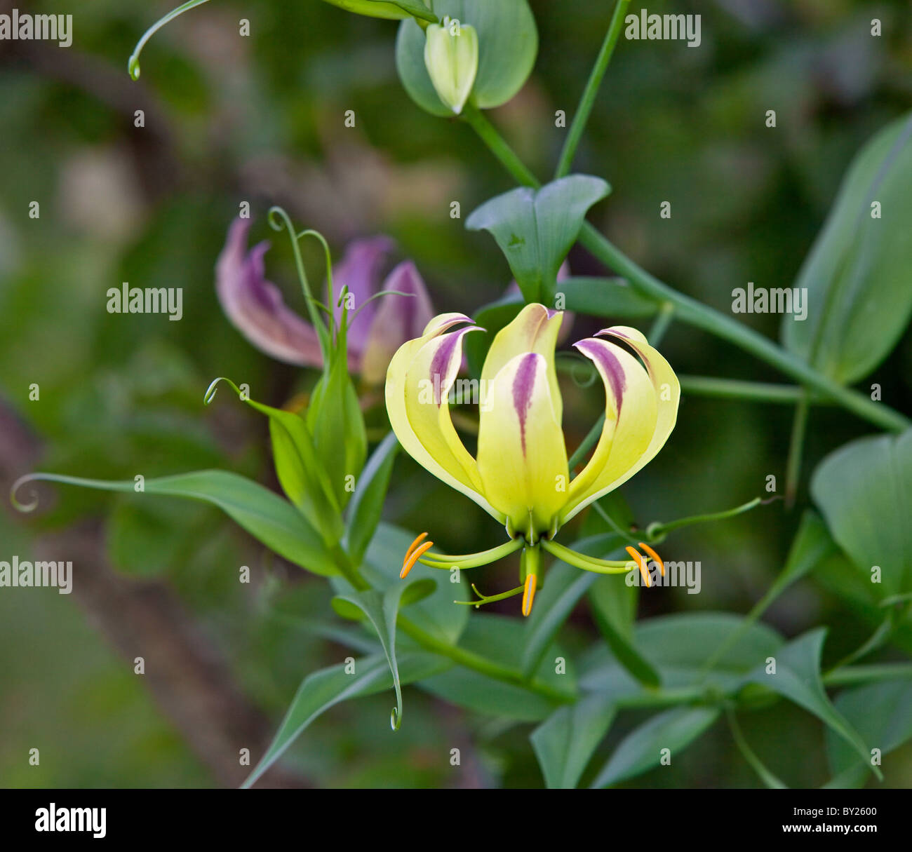 Un beau jaune variante de la flamme rouge Lily (Gloriosa superba) peut être trouvé à basse altitude en particulier à Tsavo Banque D'Images