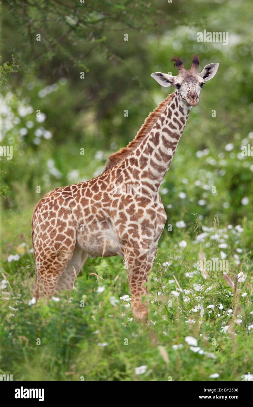 Une jeune girafe masaï du Kenya dans le parc national de Tsavo Ouest. Banque D'Images