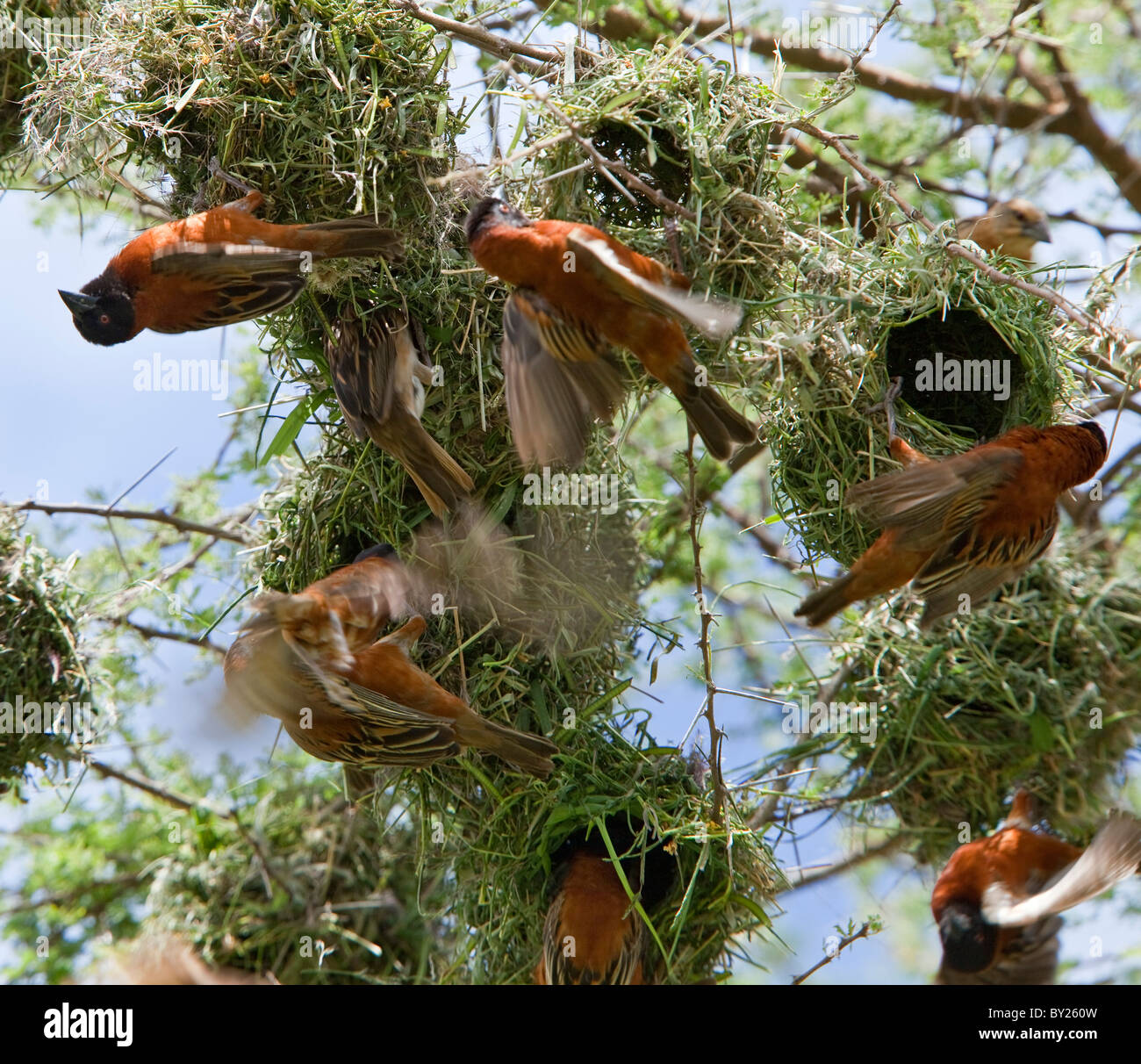 Les tisserands de châtaigniers construisent leurs nids à proximité les uns des autres dans un acacia sur les plaines de l'Ouest de Tsavo National Park Banque D'Images