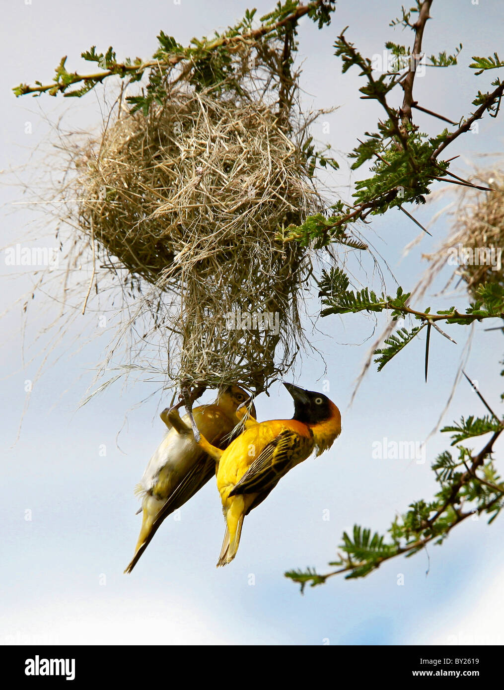 Une paire de tisserands masqués moindre construire leur nid dans un complexe acacia dans le parc national de Tsavo Ouest pendant la saison des pluies Banque D'Images