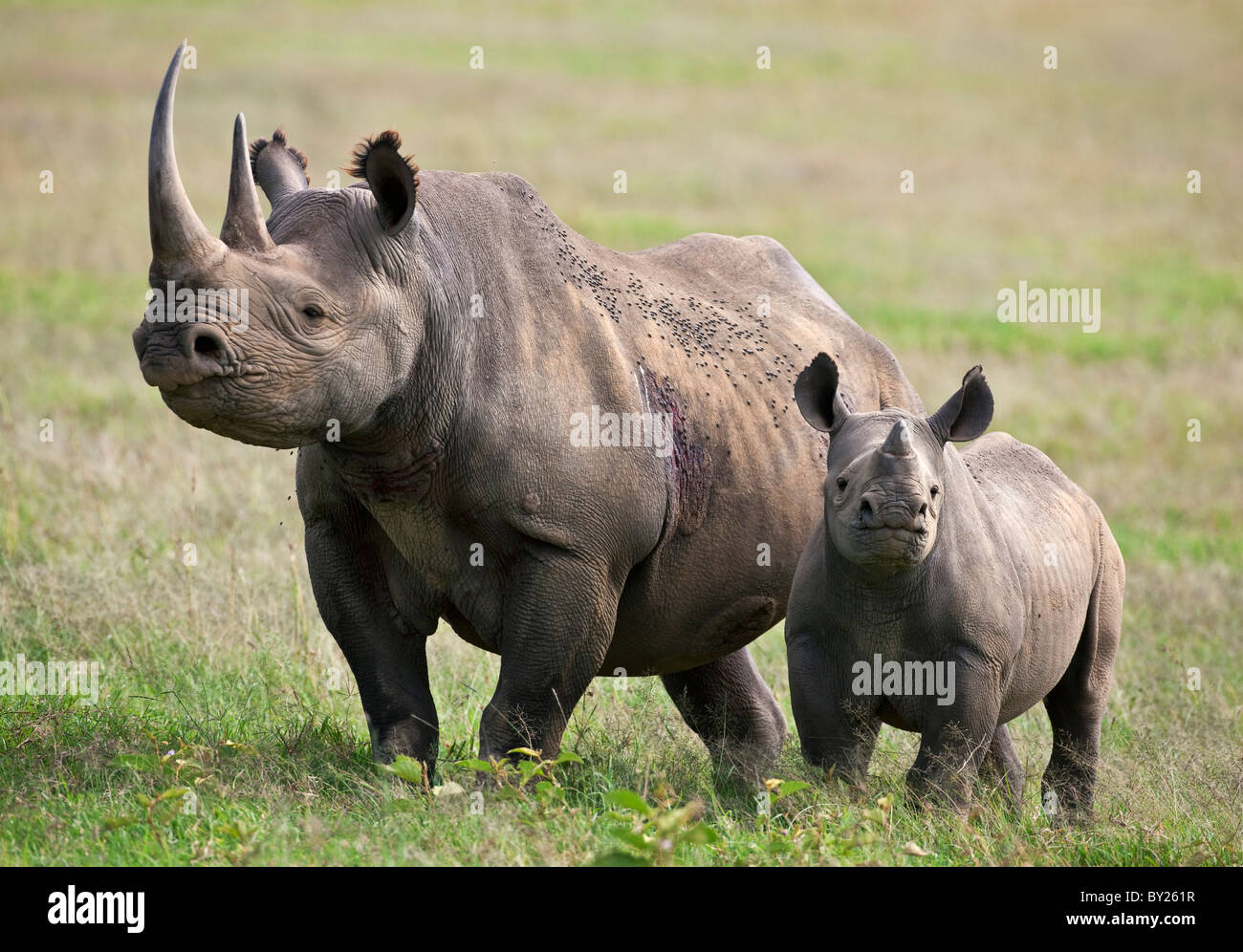 Une femelle rhinocéros noir avec son veau d'alerte. Mweiga, Solio, Kenya Banque D'Images