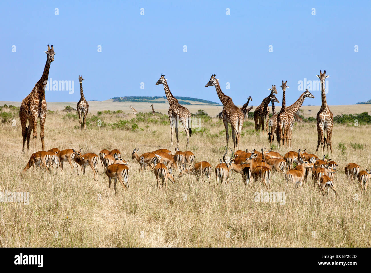Un troupeau d'impalas broutent près de girafes Massaï sur les plaines du Masai Mara National Reserve. Banque D'Images