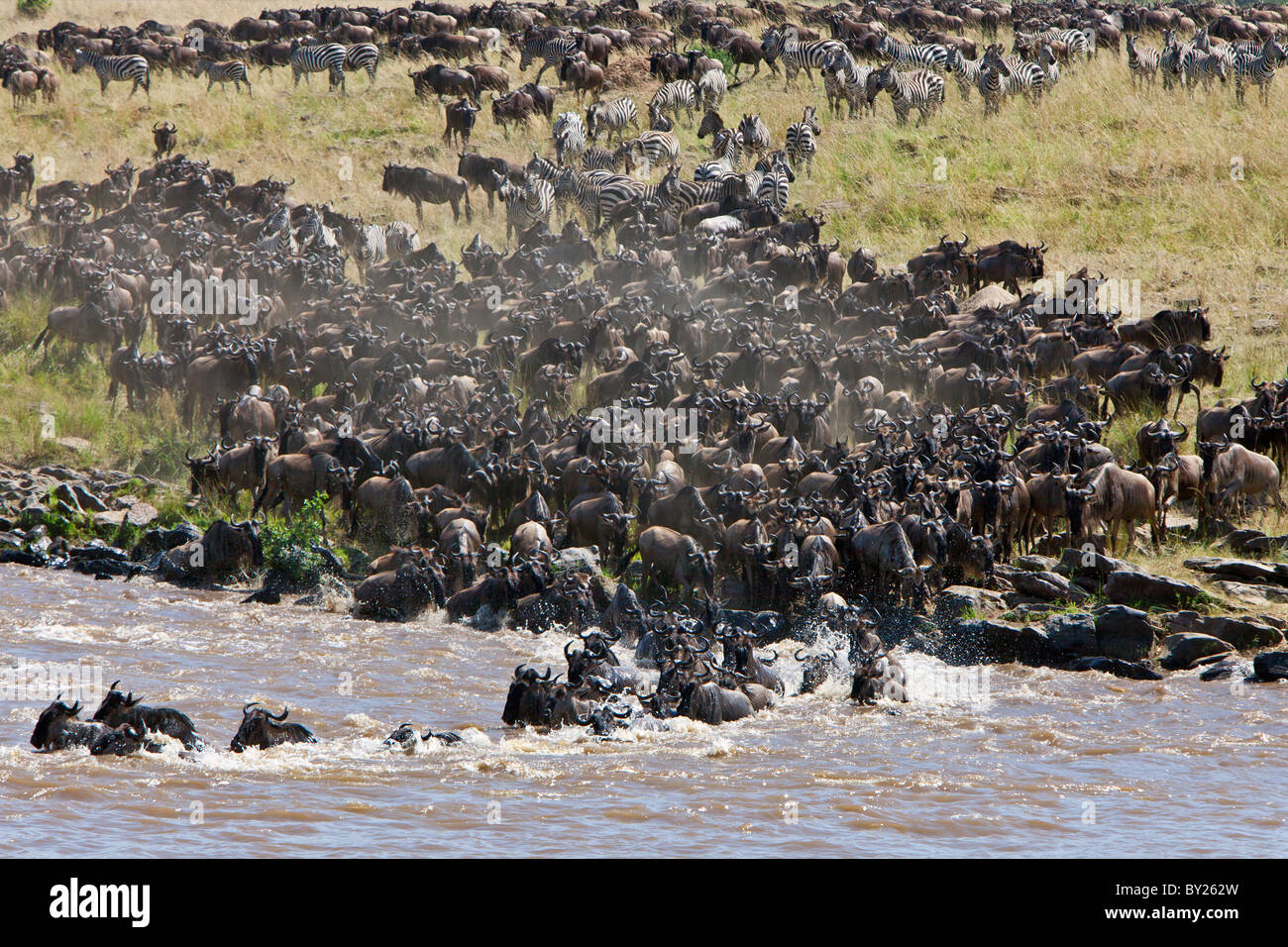 Gnous massing pour traverser la rivière Mara au cours de leur migration annuelle à partir du Parc National de Serengeti en Tanzanie du Nord Banque D'Images