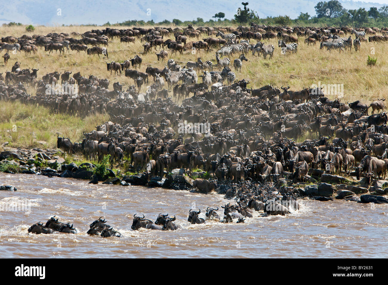Gnous massing pour traverser la rivière Mara au cours de leur migration annuelle à partir du Parc National de Serengeti en Tanzanie du Nord Banque D'Images