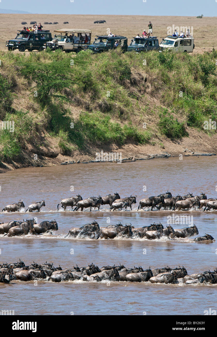 Les touristes regarder les colonnes de gnous traversent la rivière Mara au cours de leur migration annuelle à partir du Parc National de Serengeti dans Banque D'Images