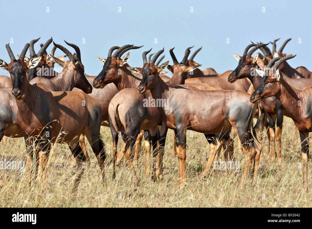 Un troupeau de Topi dans les plaines du Mara. Le Masai Mara National Reserve Banque D'Images