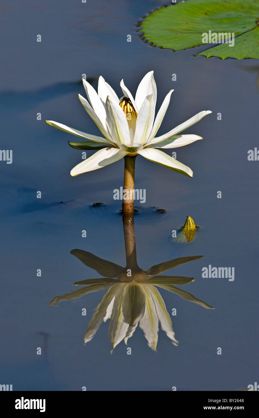 Un nénuphar blanc croissant dans une piscine d'eau de pluie en saison dans les plaines du Mara. Le Masai Mara National Reserve Banque D'Images