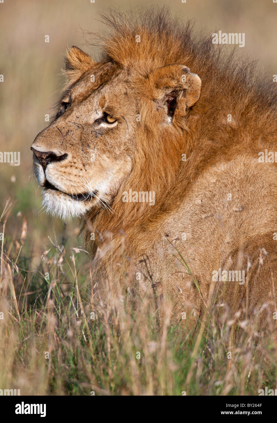 Un beau spécimen d'un lion dans les plaines du Mara. -Masa Mara National Reserve Banque D'Images